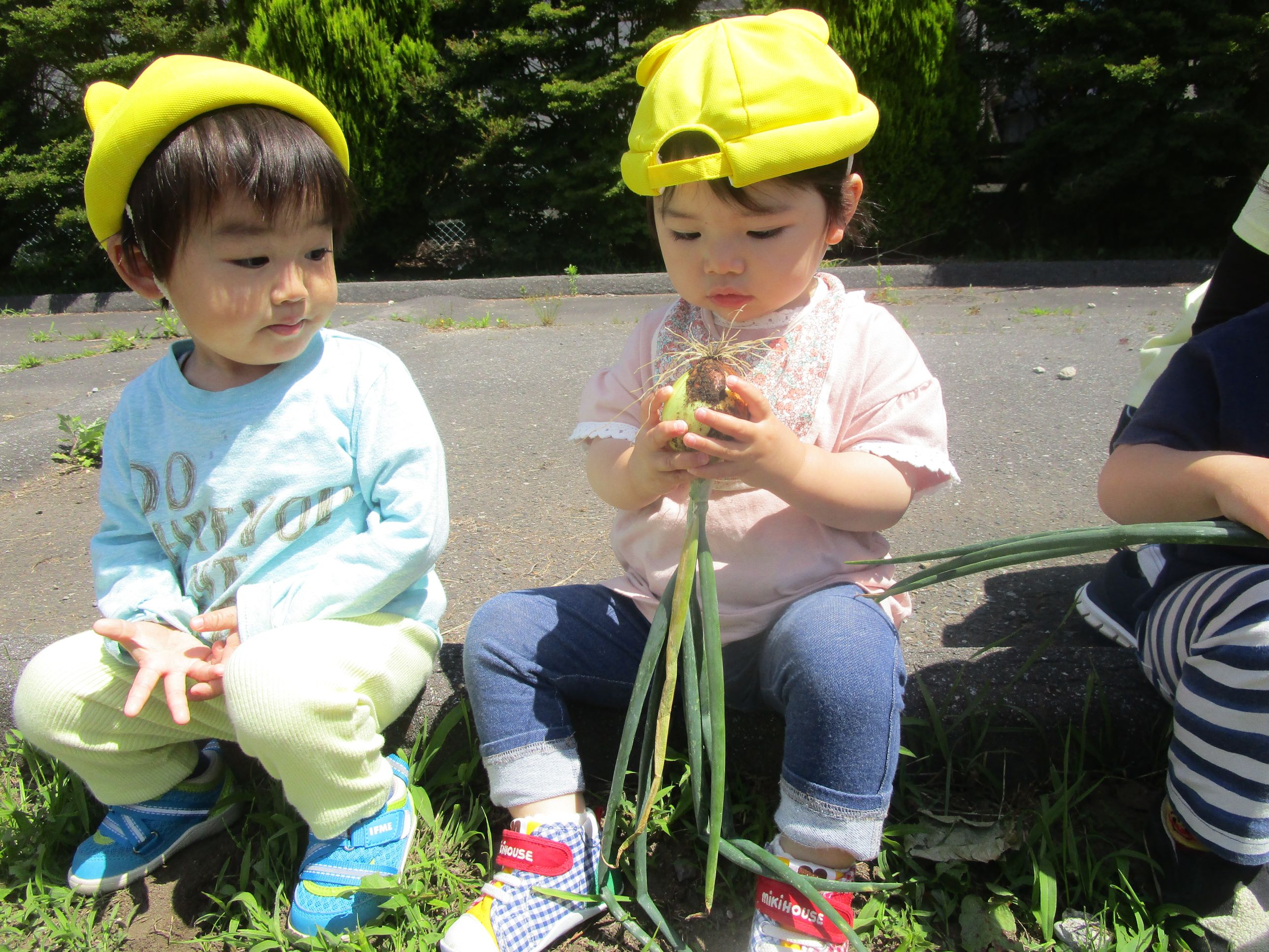 タマネギを見つめる女の子
