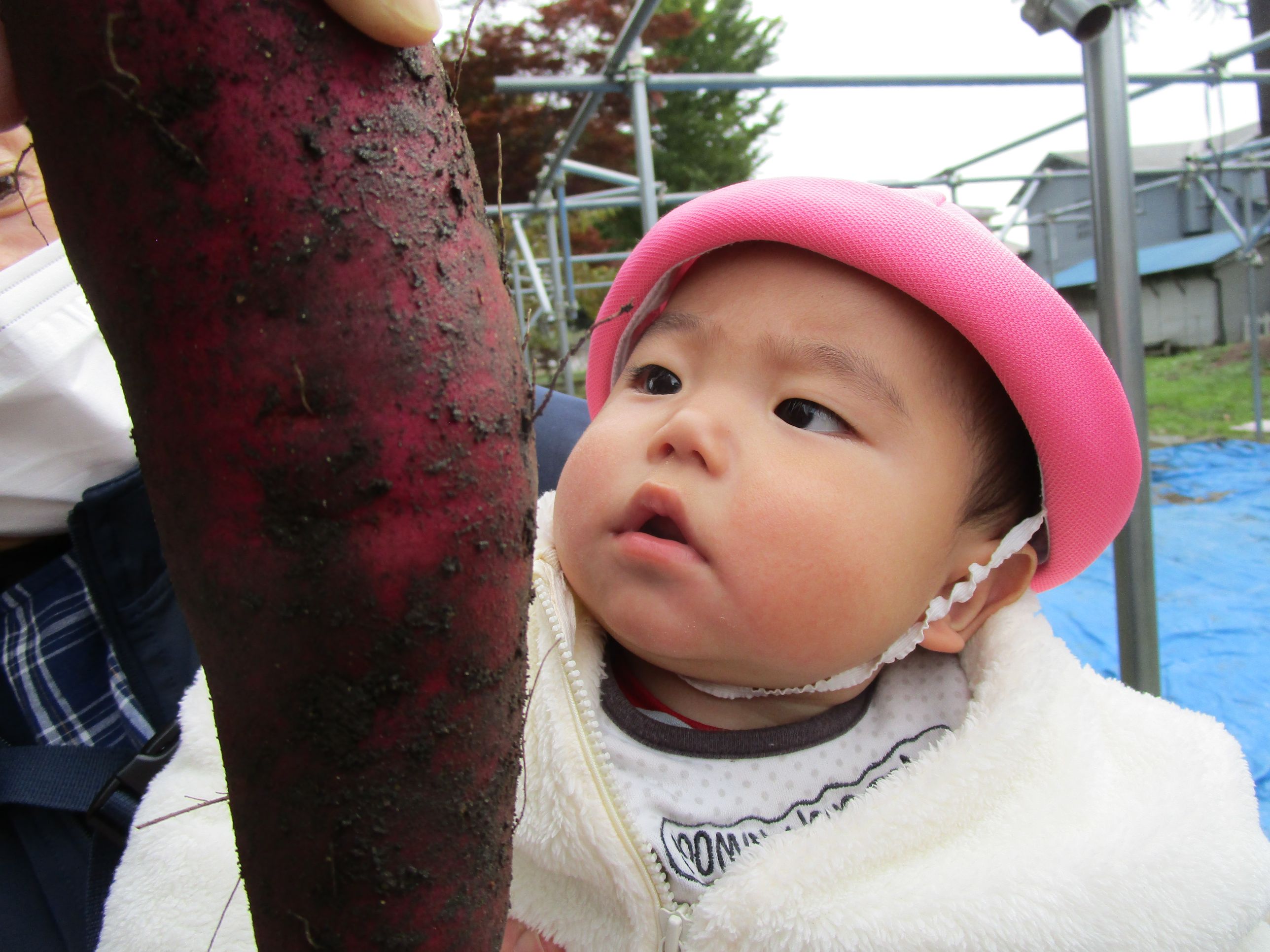 サツマイモを見る男の子