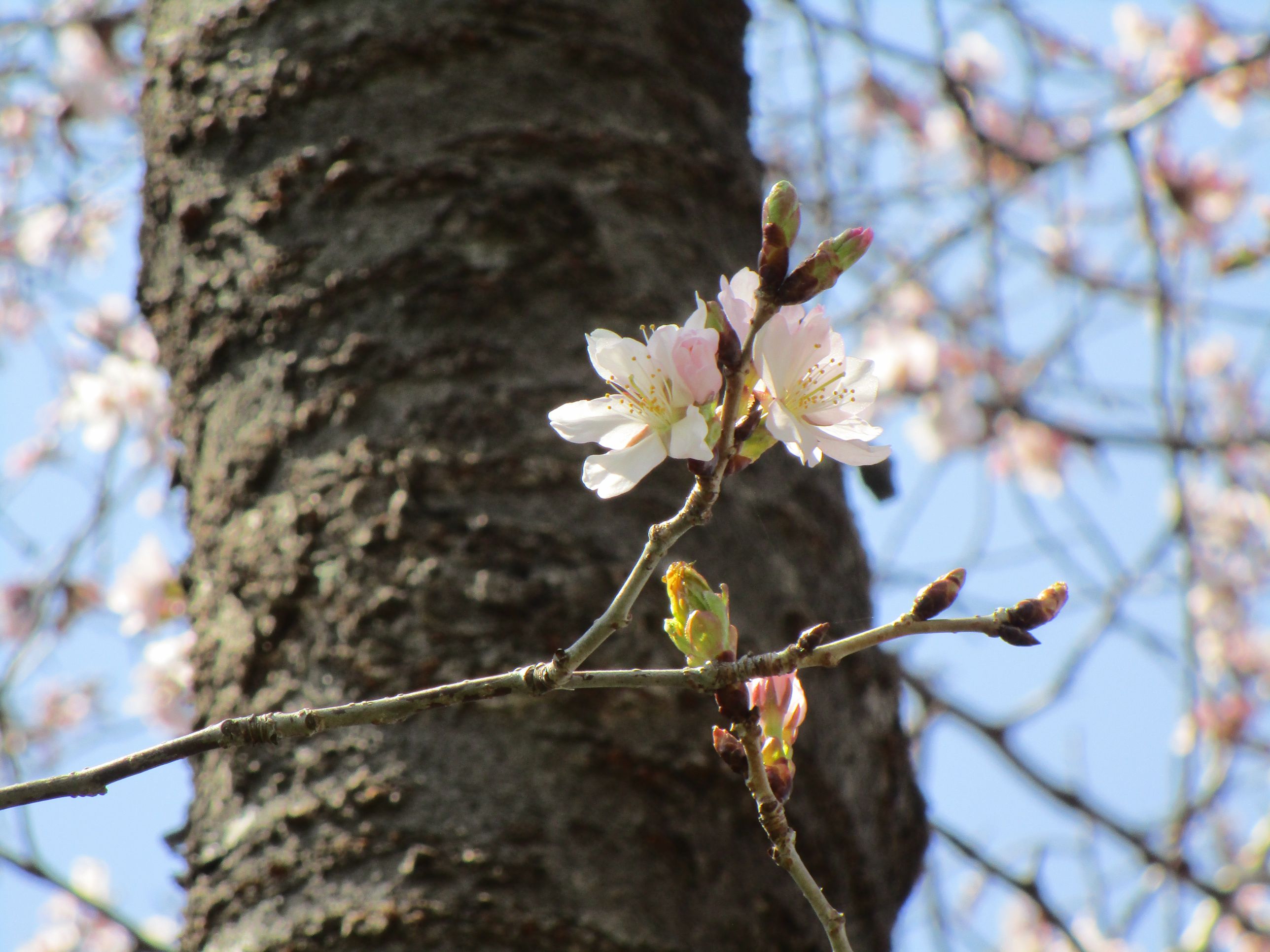 桜