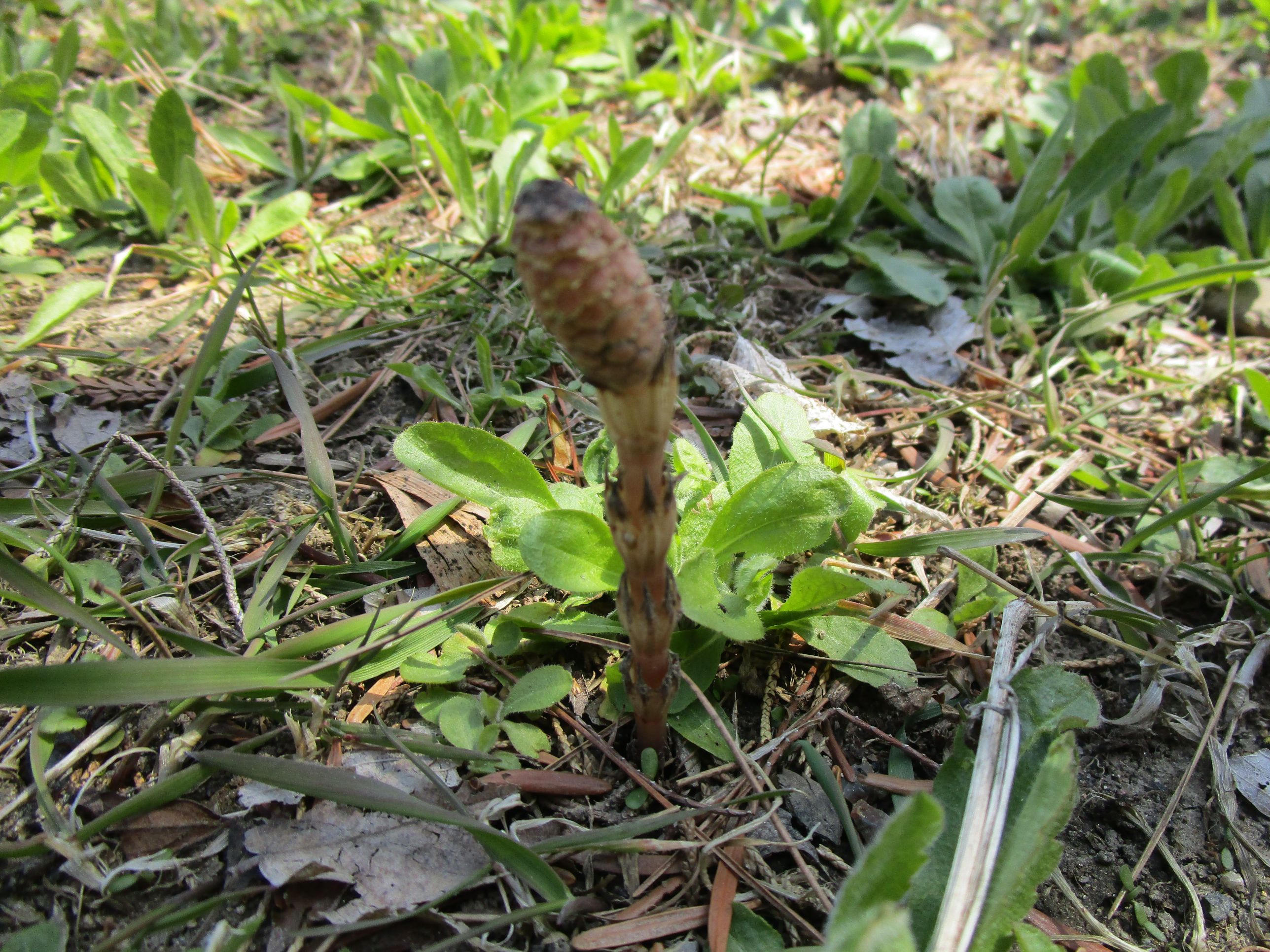 つくし
