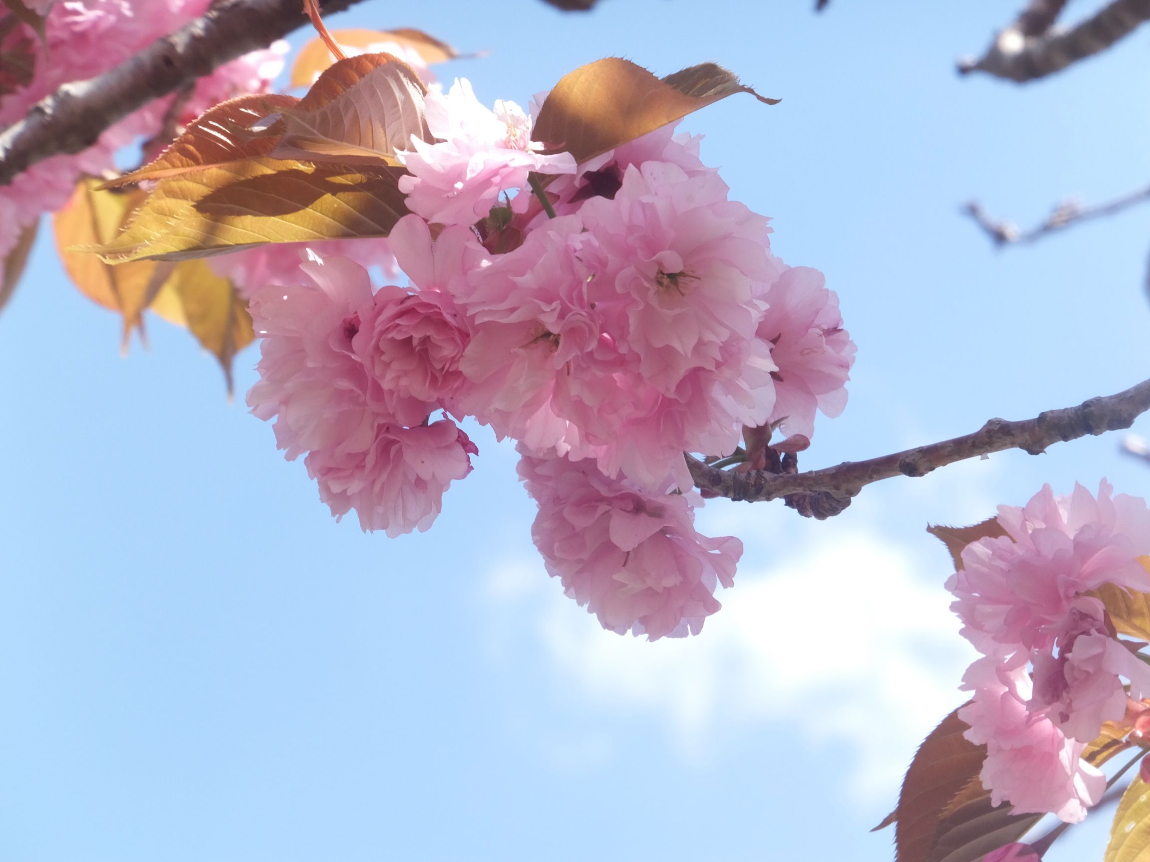 お花